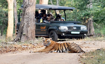 Tiger Safari Tour With Photography