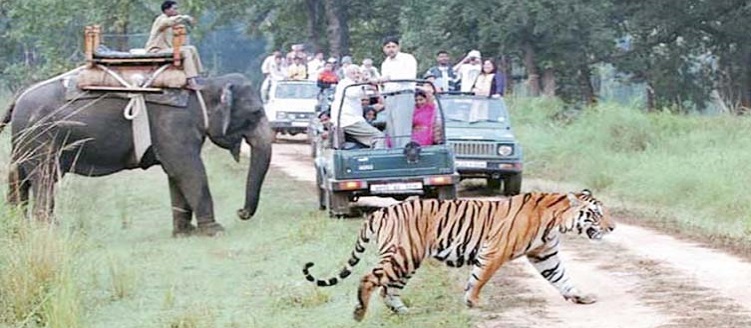 Taj Mahal Tour With Corbett Elephant Safari